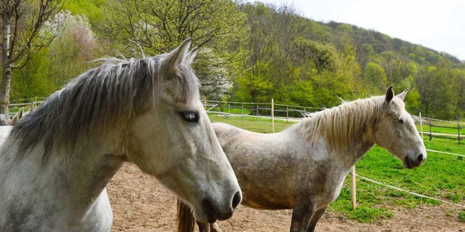 Somhegyi Öreg Hársfák Major Vendégház Bakonybél Esterno foto